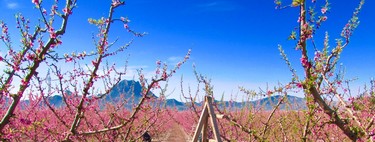 Cuando la naturaleza se convierte en espectáculo: la floración de Cieza, Murcia