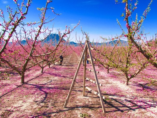 Cuando la naturaleza se convierte en espectáculo: la floración de Cieza, Murcia