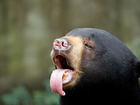 Oso Negro