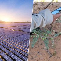 Una planta estaba al borde de la extinción en el desierto de Mojave. Entonces construyeron un parque solar encima 