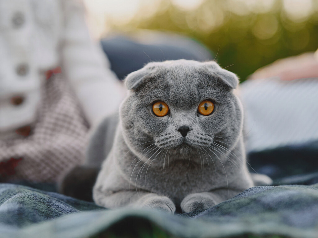 Holanda prohíbe oficialmente la cría y tenencia de estas dos razas de gatos 