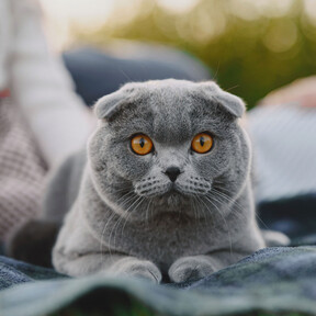 Holanda prohíbe oficialmente la cría y tenencia de estas dos razas de gatos 