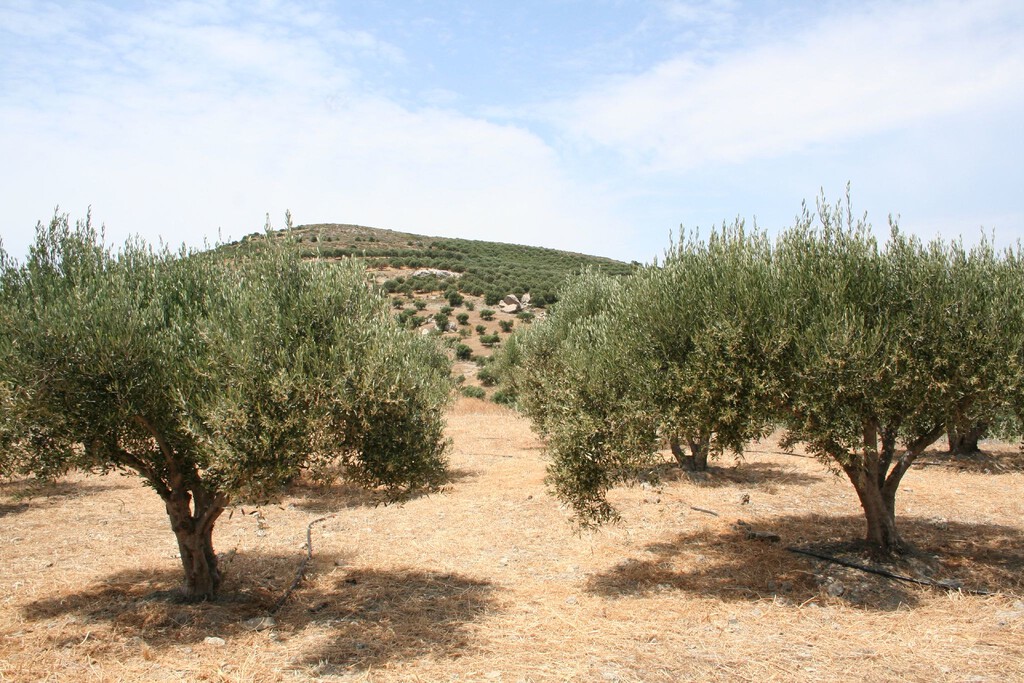 El olivar español acaba de superar uno de sus momentos más críticos: tras una floración óptima empieza a ver la luz al final el túnel