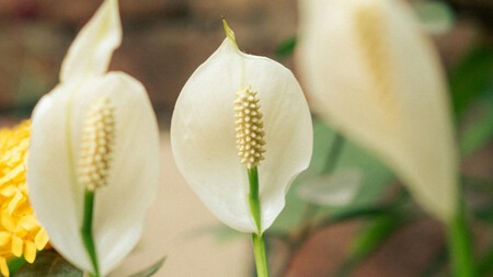 Cómo plantar y cuidar una cuna de Moisés para que florezca y prospere durante años