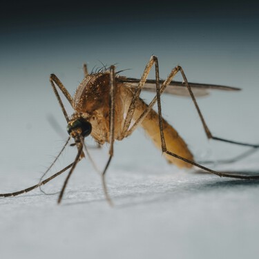 Lidl tiene la mosquitera más protectora de la temporada: no quita visibilidad y cuesta menos de 35 euros