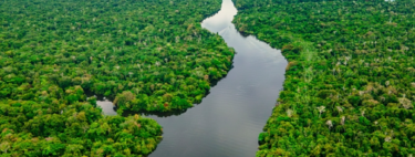 Japoneses colonizaram a Amazônia e os efeitos já são sentidos na floresta 