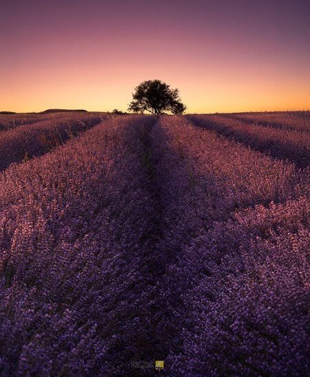 Campos Lavanda Sin Turistas Desconocidos