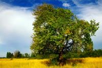 De Chiqui Chiqui a Telma Ortiz: cuando el bosque no deja ver el Árbol