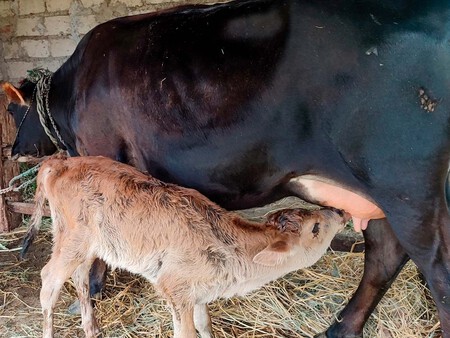 El Primer Animal Nacido En Nepal Del Cruce De Vaca Jersey Con Ganado Autoctono C Adra Nepal