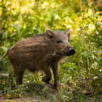 El problema no es que 100 jabalíes de Barcelona tengan la peste porcina. El problema es que no sabemos cómo ha llegado hasta allí