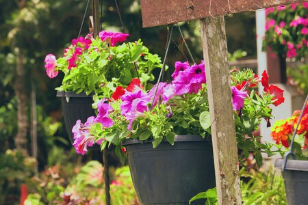 petunia