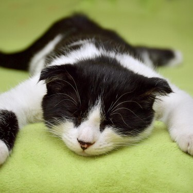 Epilepsia en gatos: cómo actuar (y cómo no hacerlo) ante un ataque epiléptico 