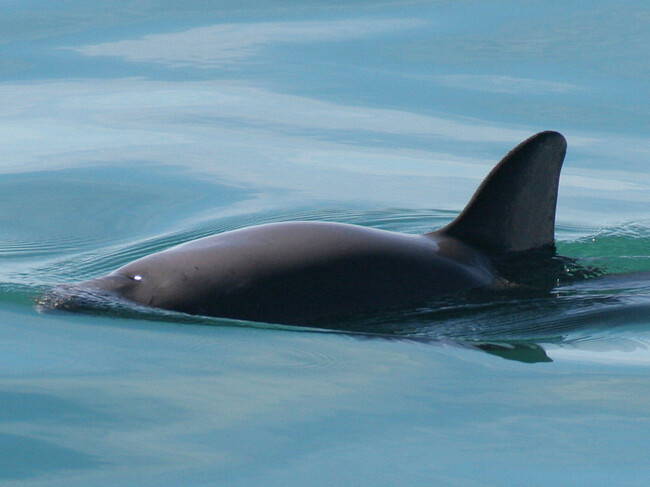 Vaquita Red De Pesca