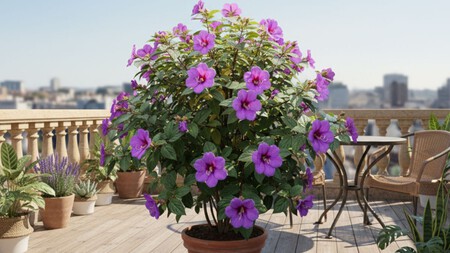 Terraza