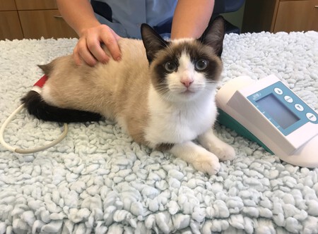 Un gato en un veterinario