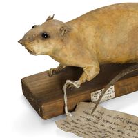 Cuando los británicos quisieron aterrorizar a los nazis durante la Segunda Guerra Mundial, eligieron un arma peculiar: ratas bomba