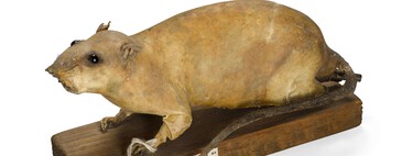 Cuando los británicos quisieron aterrorizar a los nazis durante la Segunda Guerra Mundial, eligieron un arma peculiar: ratas bomba