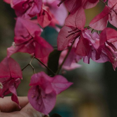 Si tienes un esqueje de buganvilla en agua, apunta: el momento de pasarlo a maceta es más delicado de lo que parece 