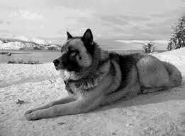 Perro Polar Argentino
