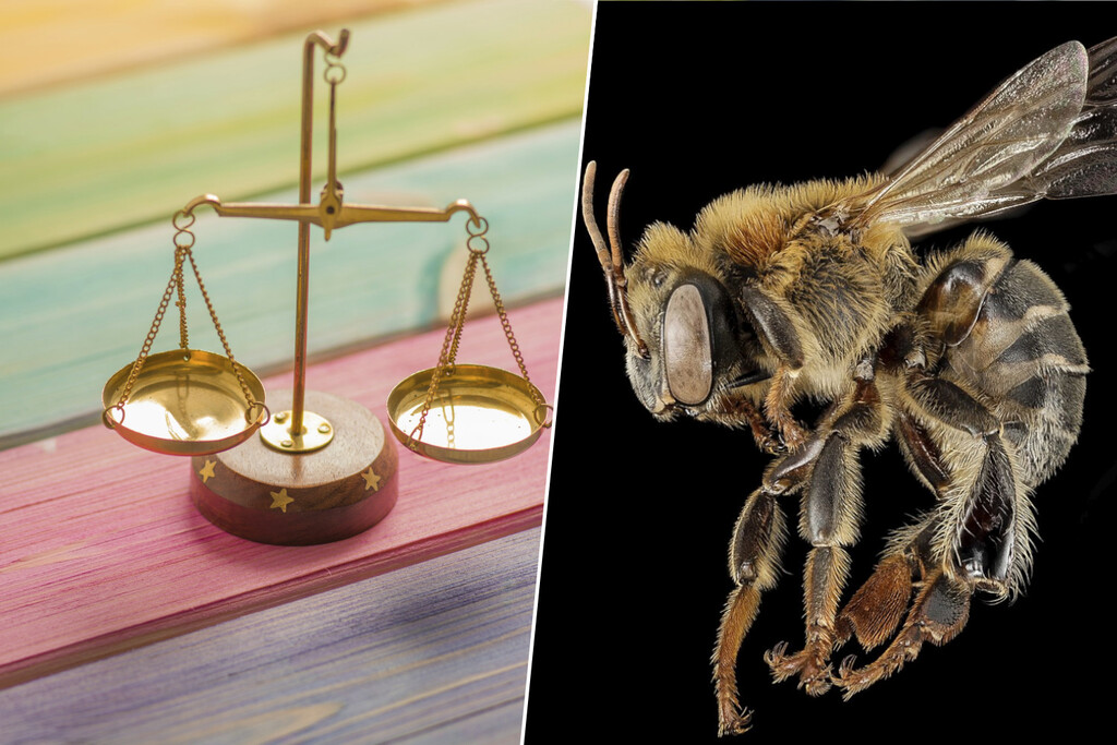 Perú se juega mucho en proteger una abeja clave para el Amazonas. Así que ha empezado a reconocerle derechos legales