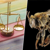 Si la pregunta es cómo proteger a las abejas y otros insectos, en Perú lo tienen claro: reconociéndoles derechos legales