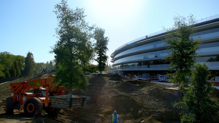 Son tantos los árboles necesarios en el Apple Park, que Apple ha agotado a los proveedores de California