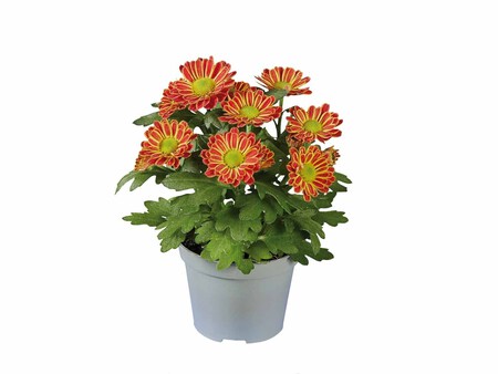 Mini Crisantemo Lidl