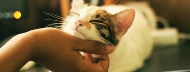 Los veterinarios explican el apego seguro de los gatos: "Muchas veces se nos olvidan cuáles son los pasos que tenemos que dar para aproximarnos a un gato" 