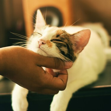 Los veterinarios explican el apego seguro de los gatos: "Muchas veces se nos olvidan cuáles son los pasos que tenemos que dar para aproximarnos a un gato" 