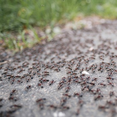 Los expertos se ponen de acuerdo: "El mejor remedio casero para acabar con las hormigas en el jardín es un tarro de arroz" 
