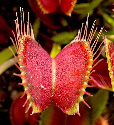 Esta planta carnívora tiene un inteligente sistema para atrapar insectos en vez de otras cosas: contar hasta el segundo estímulo