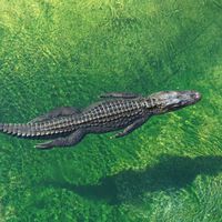 China necesita una "armadura" barata para desviar proyectiles en el campo de batalla. La ha encontrado en los cocodrilos