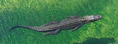China needs a "armor" cheap to deflect projectiles on the battlefield. He found it in crocodiles