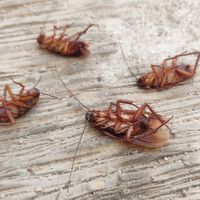 O inseto mais temido da sua casa: descubra por que as baratas sofrem um colapso e morrem de barriga para cima 