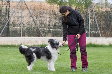 foto-prueba-perro