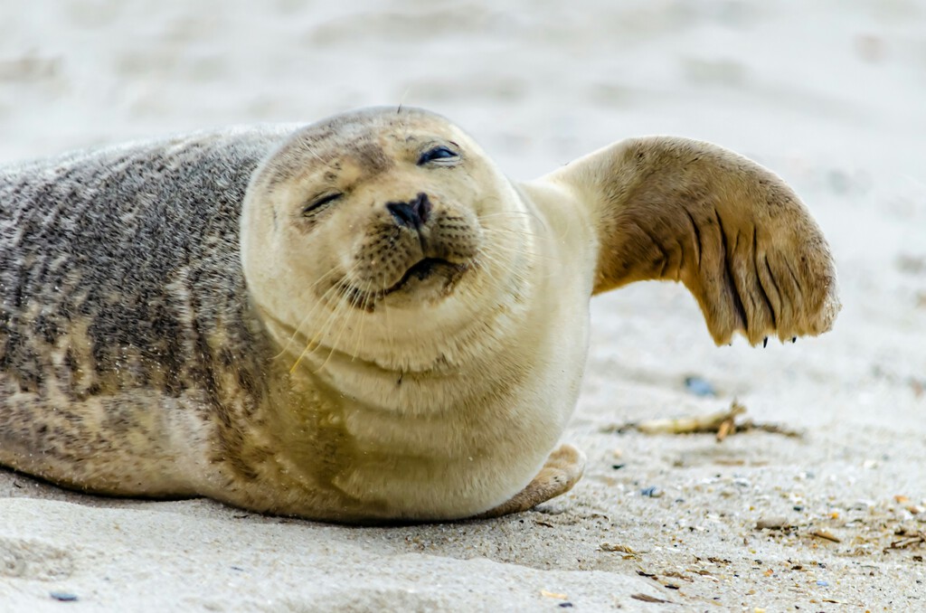 En 1971 un acuario de EEUU acogió una foca huérfana. Cinco años después empezó a hacer algo: hablar en inglés