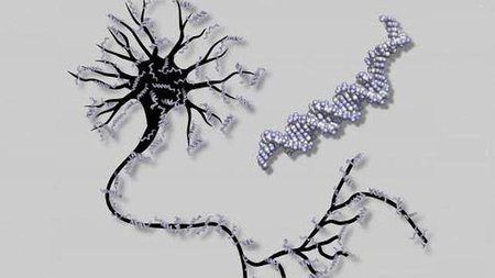 Creado un "cerebro artificial" a partir de ADN humano