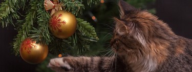 Los gatos de estos vídeos no están en guerra con los árboles de Navidad. Es que no pueden evitarlo 