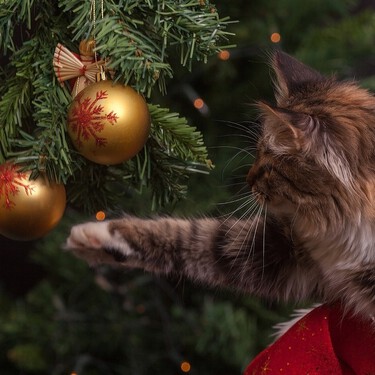 Los gatos de estos vídeos no están en guerra con los árboles de Navidad. Es que no pueden evitarlo 