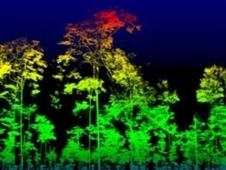 Ya podemos conocer la masa de un árbol con mucha precisión gracias al láser 3D