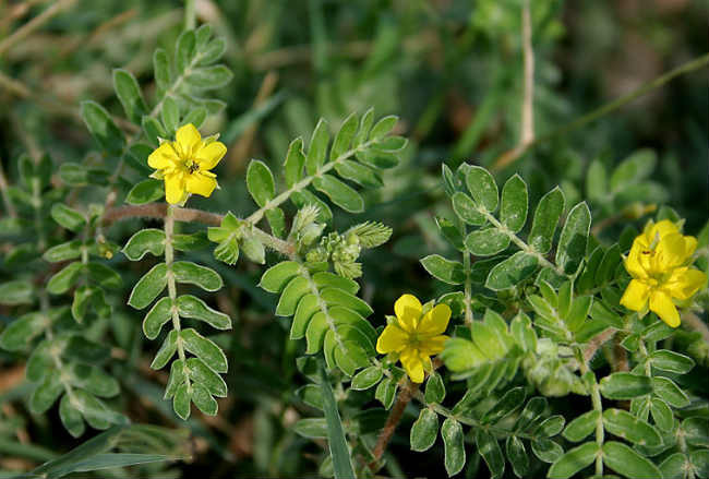 tribulus