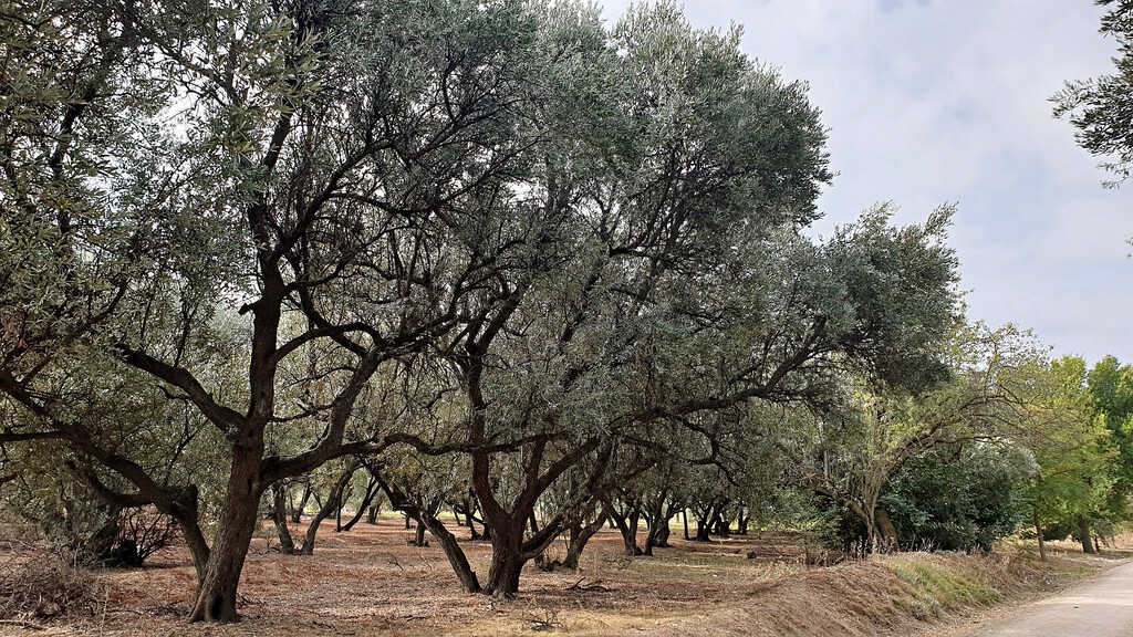El callejón sin salida del olivo tradicional: el precio de la hectárea de olivar cae en Jaén mientras el resto de tierras se disparan