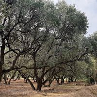 El callejón sin salida del olivo tradicional: el precio de la hectárea de olivar cae en Jaén mientras el resto de tierras se disparan 
