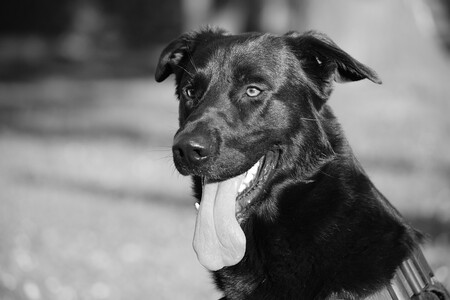 Adoptar Perro Ley Bienestar1