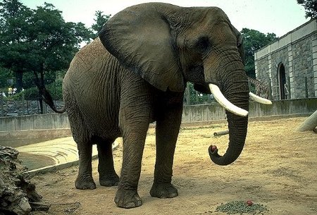 Singularidades extraordinarias de animales ordinarios (XVIII): el elefante