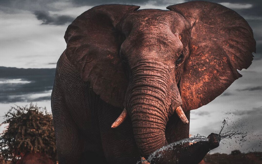 Nadie tenía muy claro por qué los elefantes apenas sufren cáncer: ahora no solo lo sabemos, podemos aprender de ellos