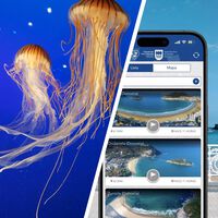 Las medusas han llegado al Cantábrico: esta es mi app imprescindible para saber si hay cuando voy a las playas de Gipuzkoa 