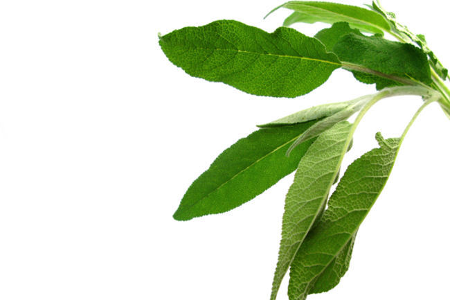 salvia