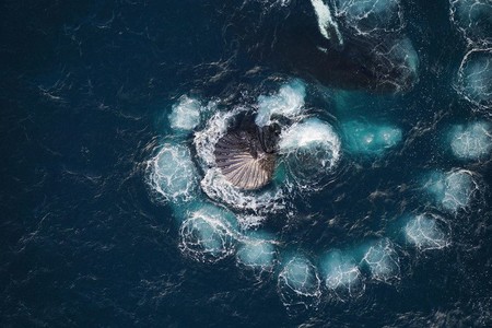 Un dron permite fotografiar cómo ballenas jorobadas capturando krill con burbujas