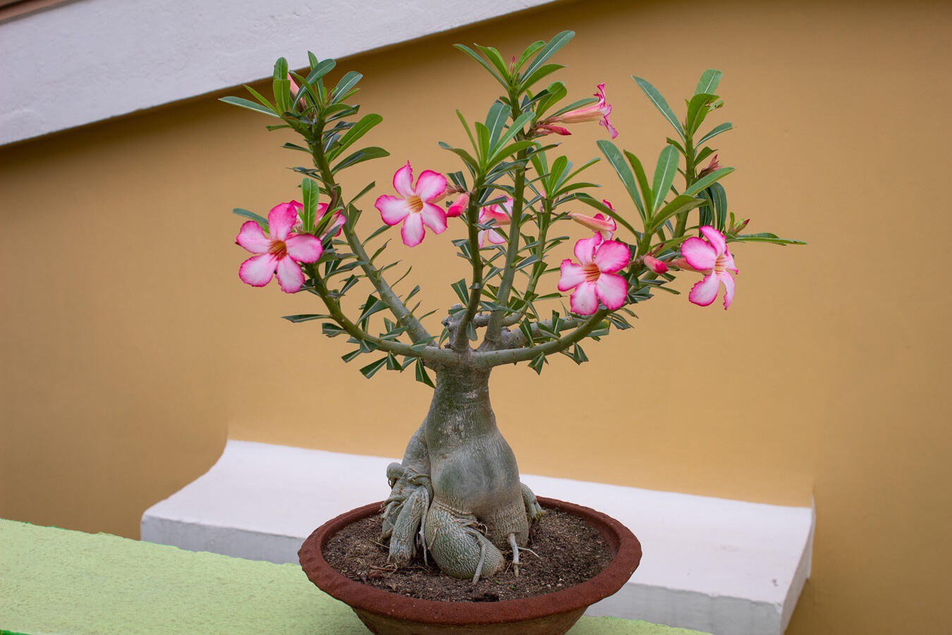 Cómo cuidar la rosa del desierto, la planta resistente que dará un